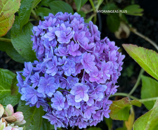 Hydrangea Macrophylla Double Down