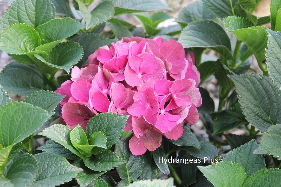 Hydrangea Macrophylla Akadama®