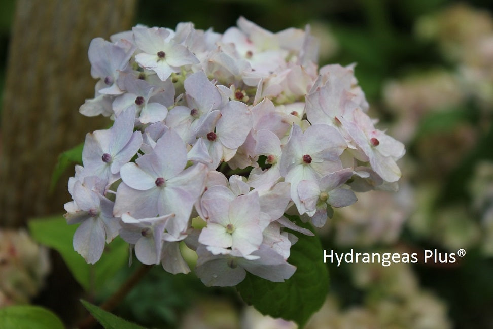 Hydrangea Serrata Akishino Temari