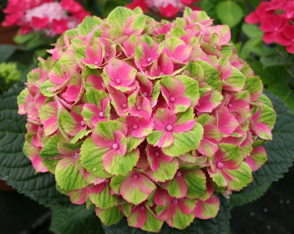 Hydrangea Macrophylla Magical® Amethyst