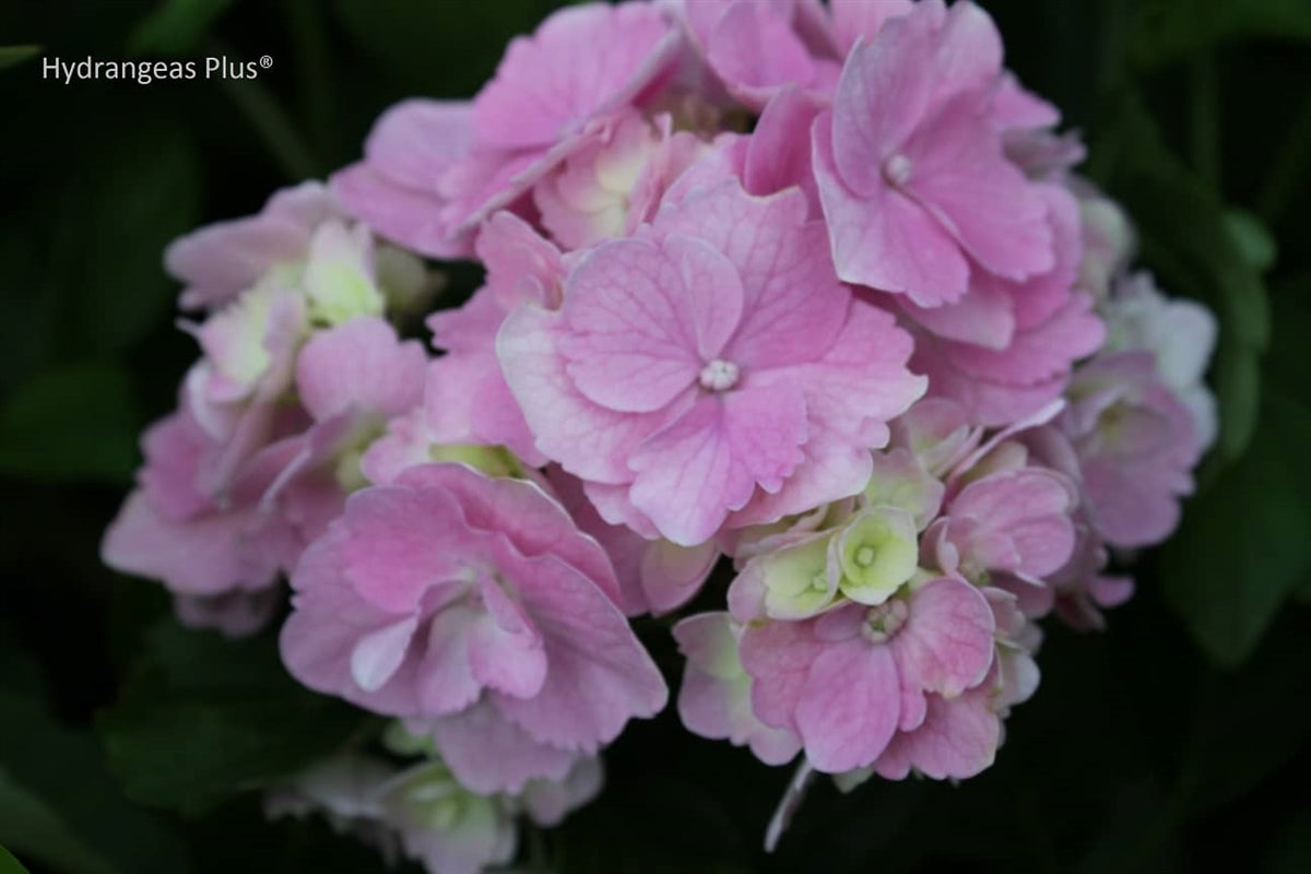 Hydrangea Macrophylla Amethyst