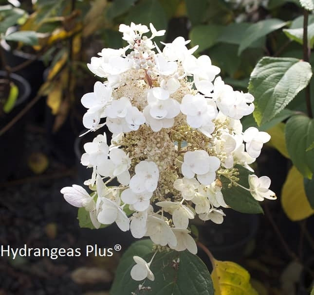 Hydrangea Paniculata Baby Lace® Royal Majestics®