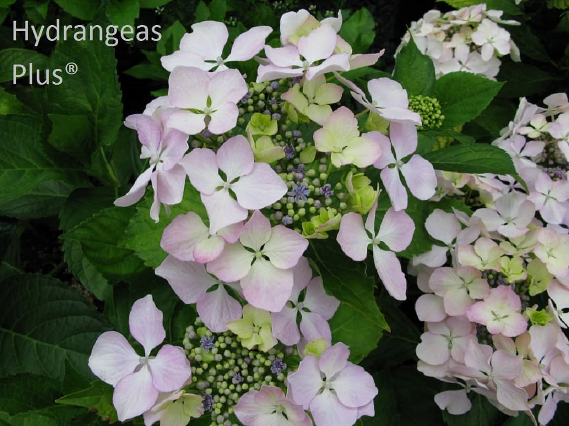 Hydrangea Macrophylla Beaute Vendomeise