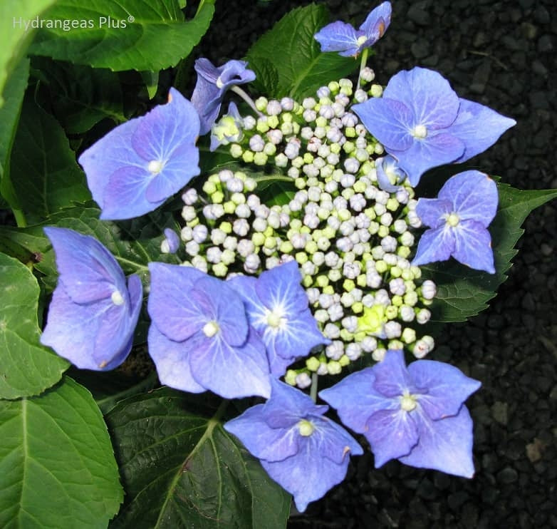 Hydrangea Macrophylla Blaumeise – Hydrangeas Plus