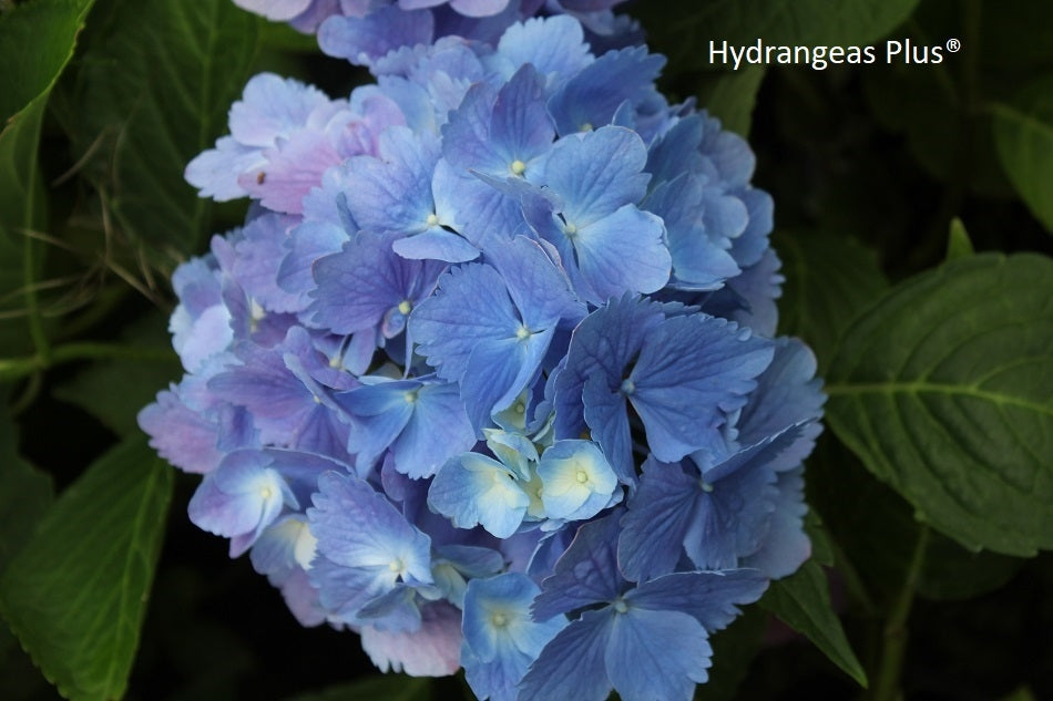 Hydrangea Macrophylla Blue Danube