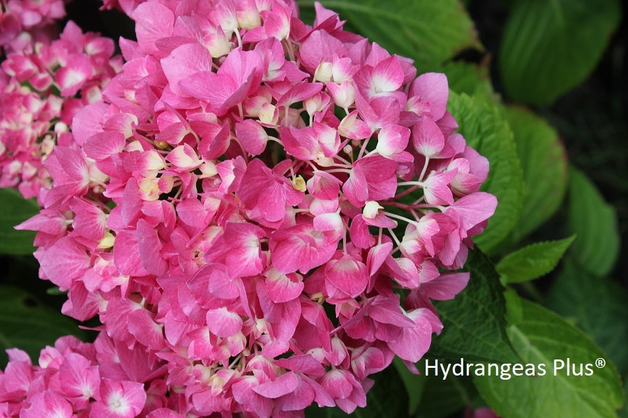 Hydrangea Macrophylla Let's Dance Blue Jangles® – Hydrangeas Plus