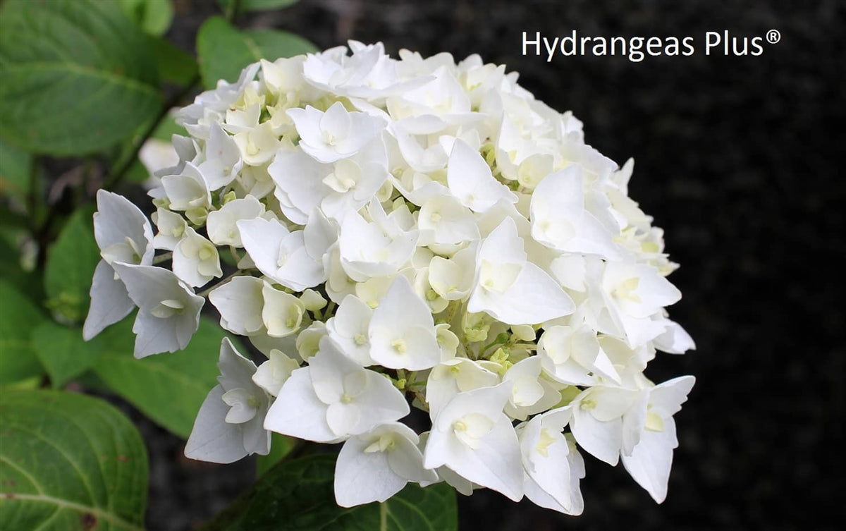 Hydrangea Macrophylla Blushing Bride® Endless Summer®