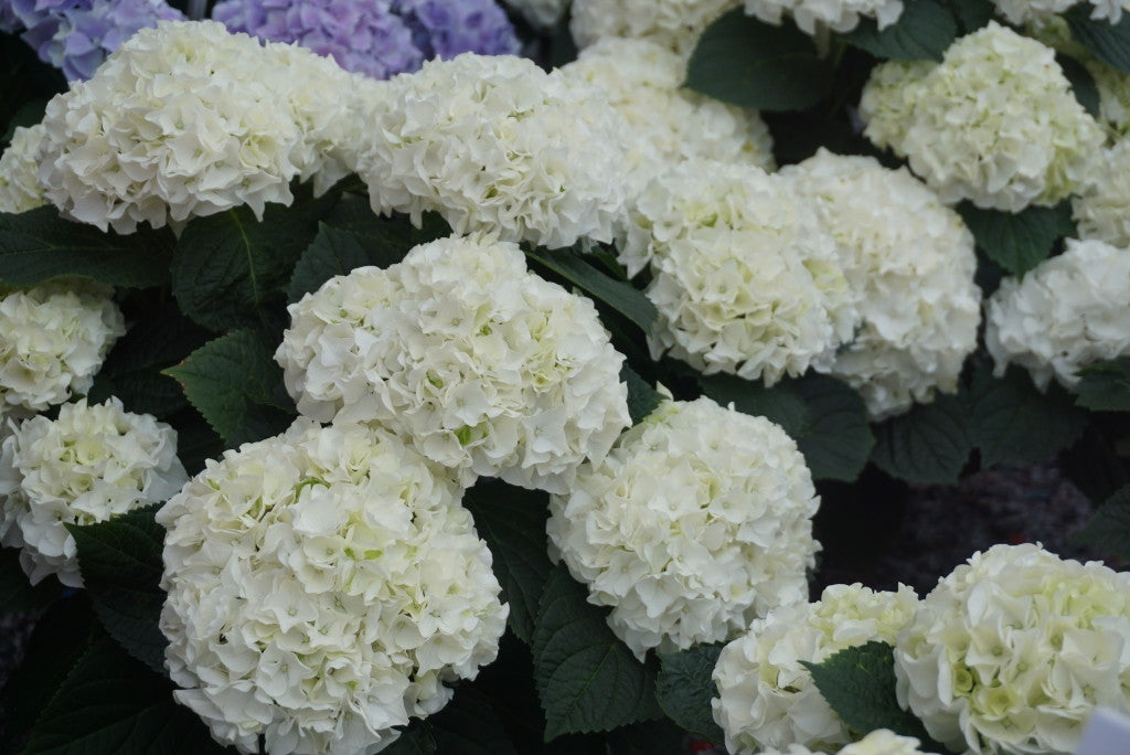 Hydrangea Macrophylla Magical® Bride