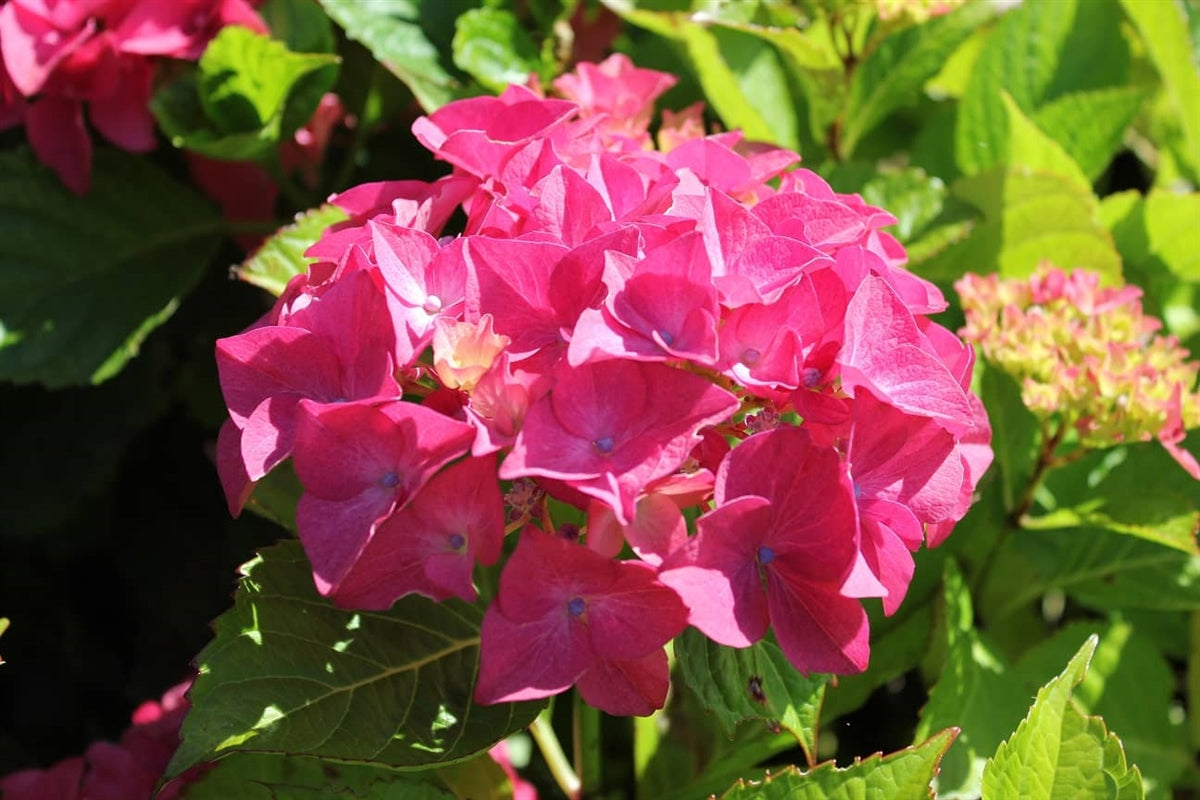 Hydrangea Macrophylla Charm