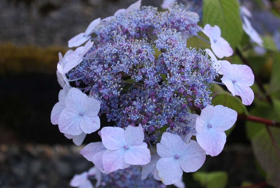 Hydrangea Serrata Chishima