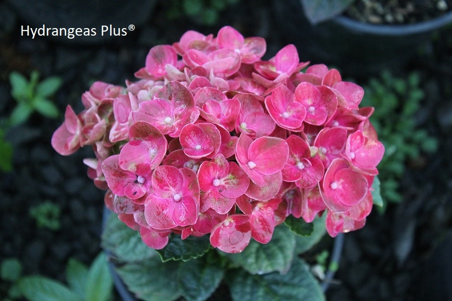 Hydrangea Macrophylla Magical® Crimson