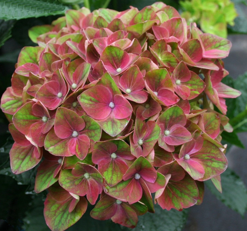 Hydrangea Macrophylla Magical® Crimson