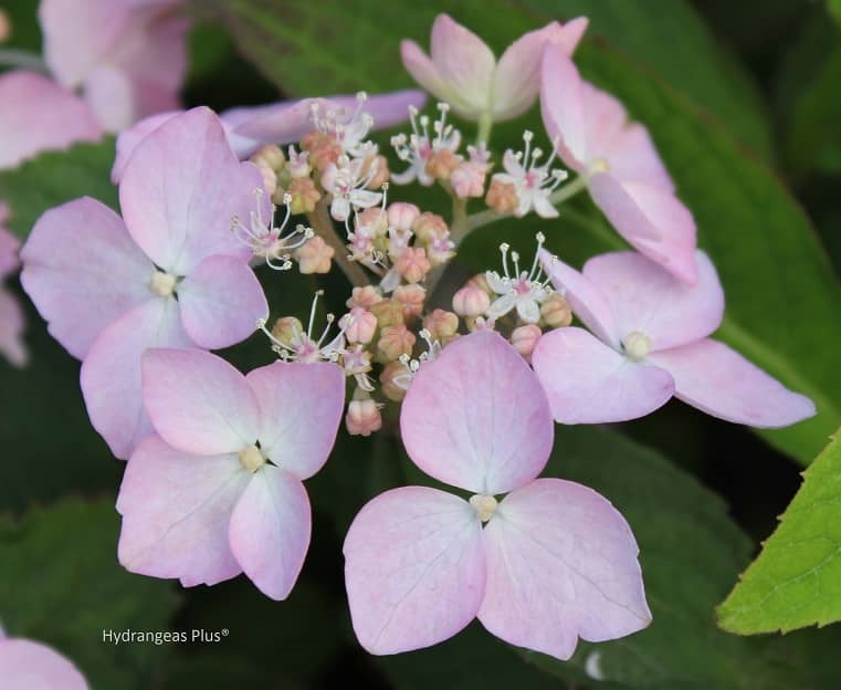 Hydrangea Serrata Diadem