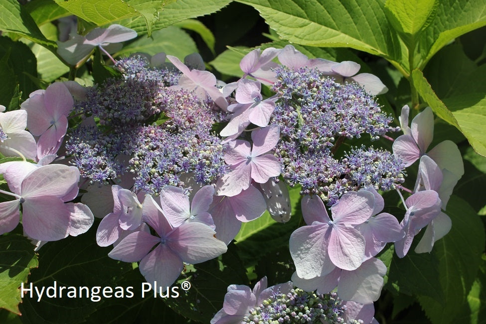 Hydrangea Macrophylla Let's Dance Diva®