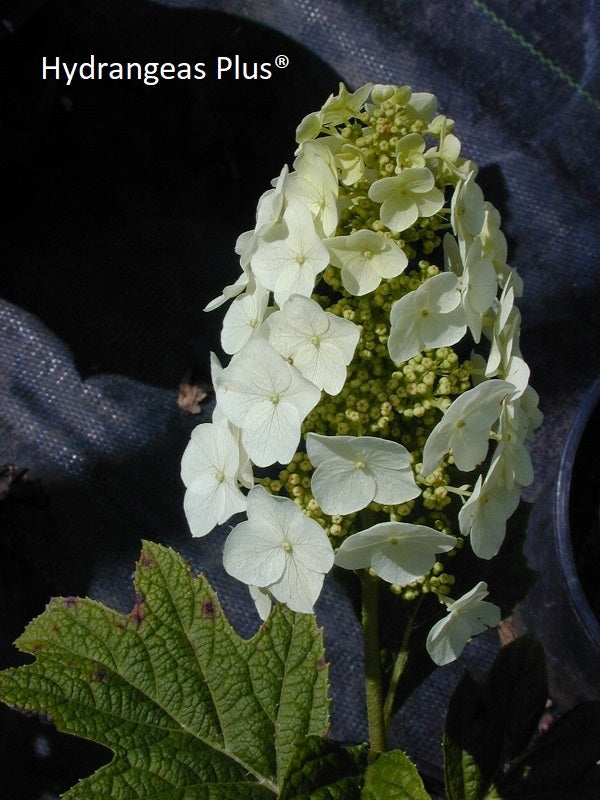 Hydrangea Quercifolia Ellen Huff