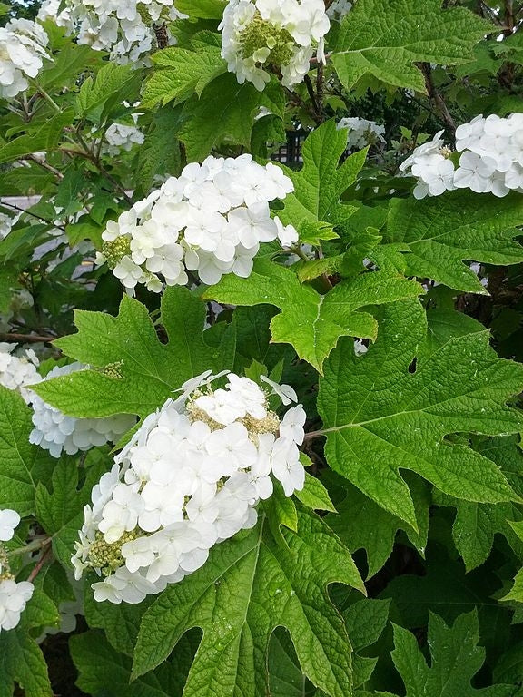 Hydrangea Quercifolia Ellen Huff