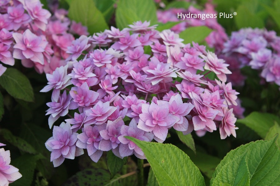 Hydrangea Macrophylla Expression – Hydrangeas Plus