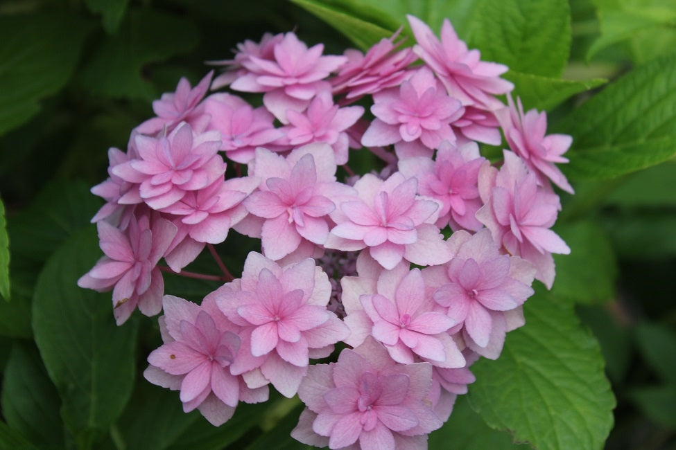 Hydrangea Macrophylla Expression