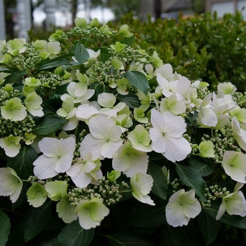 Hydrangea Fairytrail Bride®