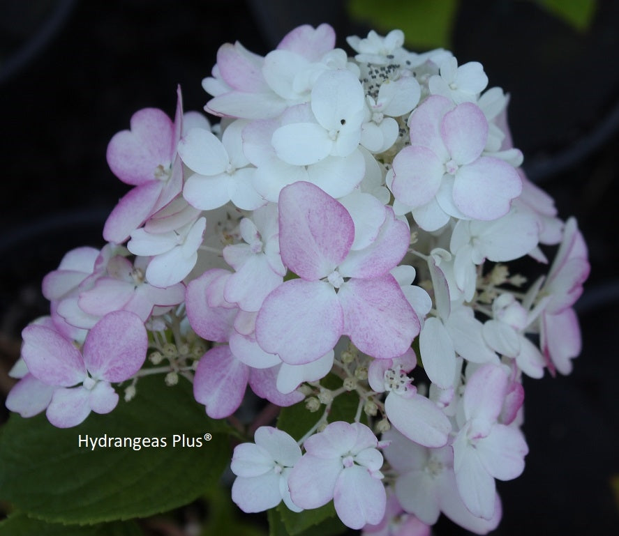 Hydrangea Paniculata Fire Light®