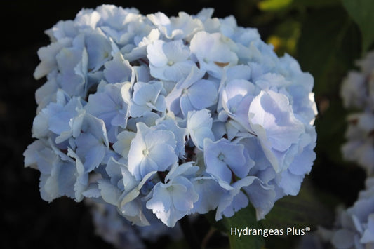 Macrophylla – Page 3 – Hydrangeas Plus