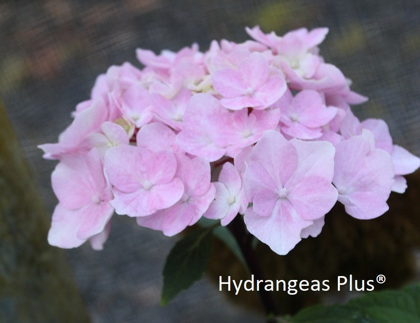 Hydrangea Macrophylla Flamingo (Onyx)