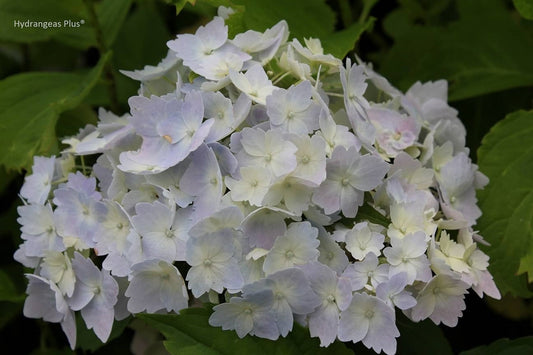 Frill Ride Hydrangea Macrophylla – Page 4 – Hydrangeas Plus