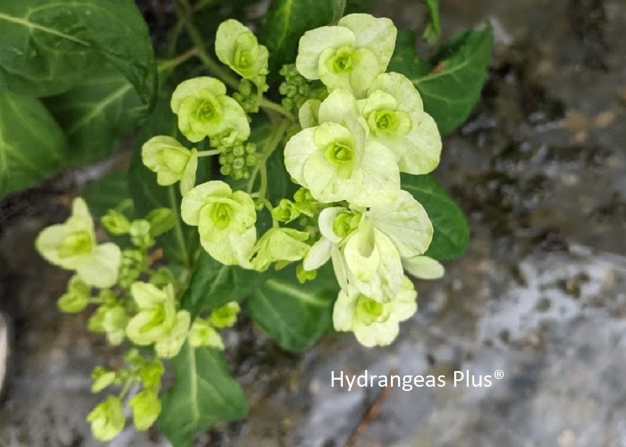 Hydrangea Serrata Fuji No Taki