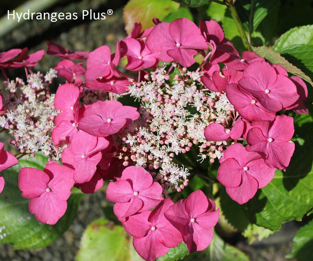 Hydrangea Macrophylla Geoffrey Chadburn – Hydrangeas Plus