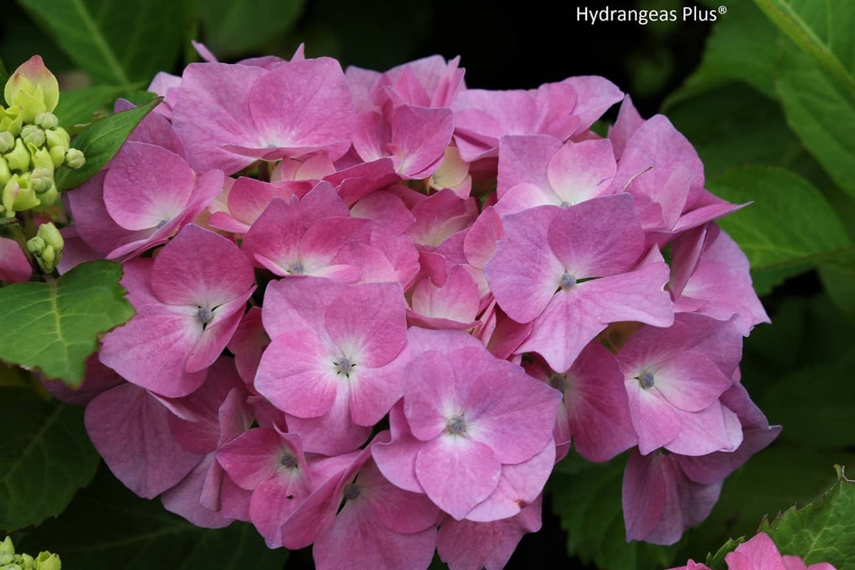 Hydrangea Macrophylla Gerda Steiniger – Hydrangeas Plus