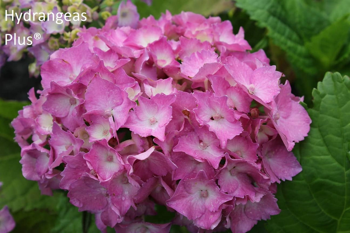 Hydrangea Macrophylla Gertrude Glahn