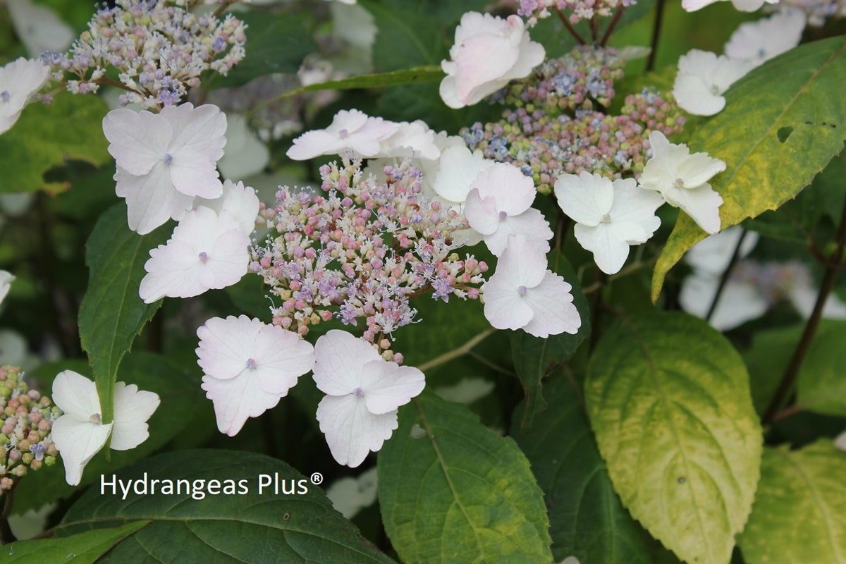 Hydrangea Serrata Golden Sunlight