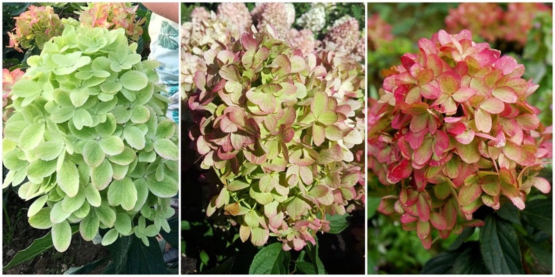 Hydrangea Paniculata Graffiti