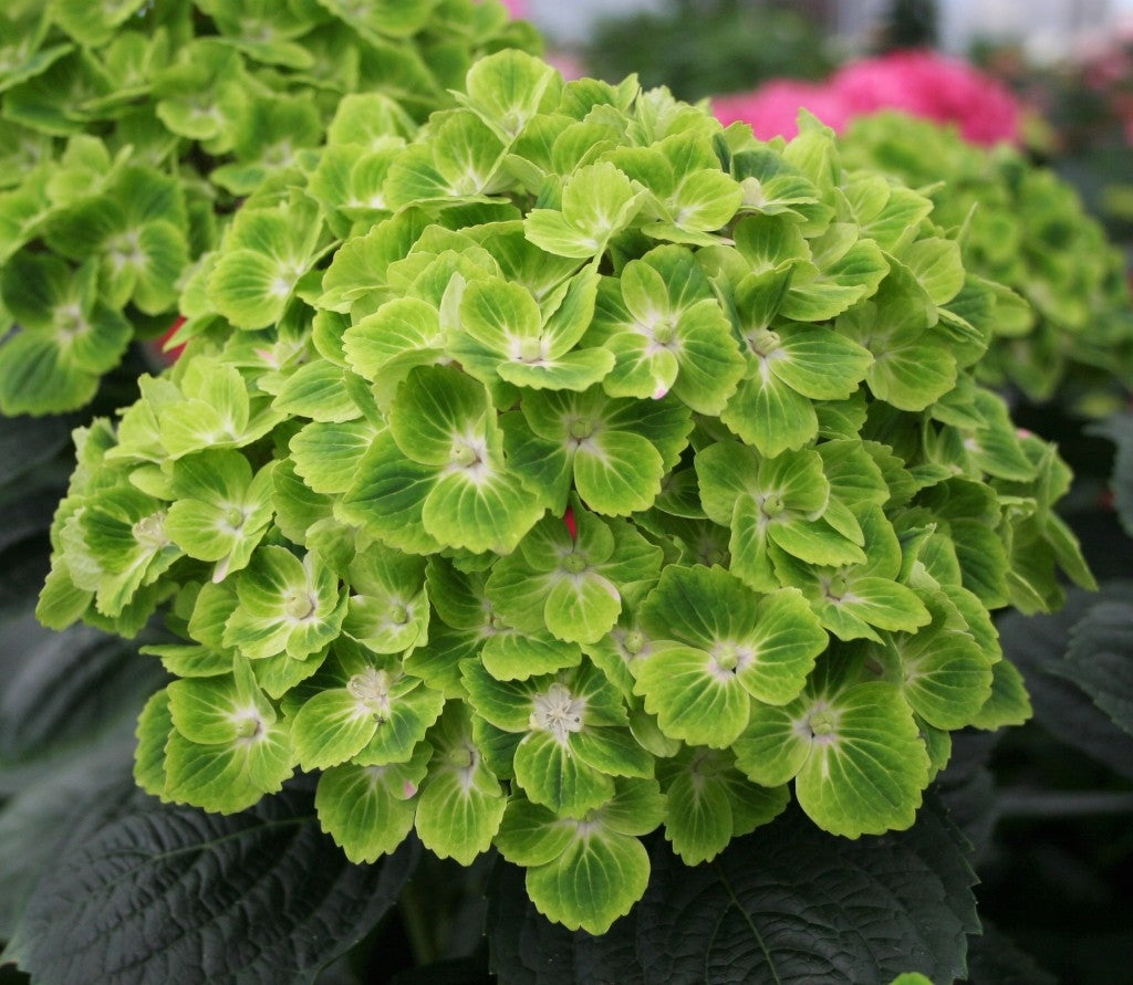 Hydrangea Macrophylla Magical® Green Cloud