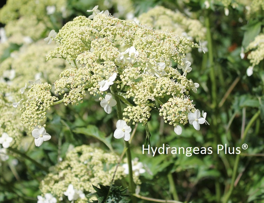 Hydrangea Arborescens Green Dragon