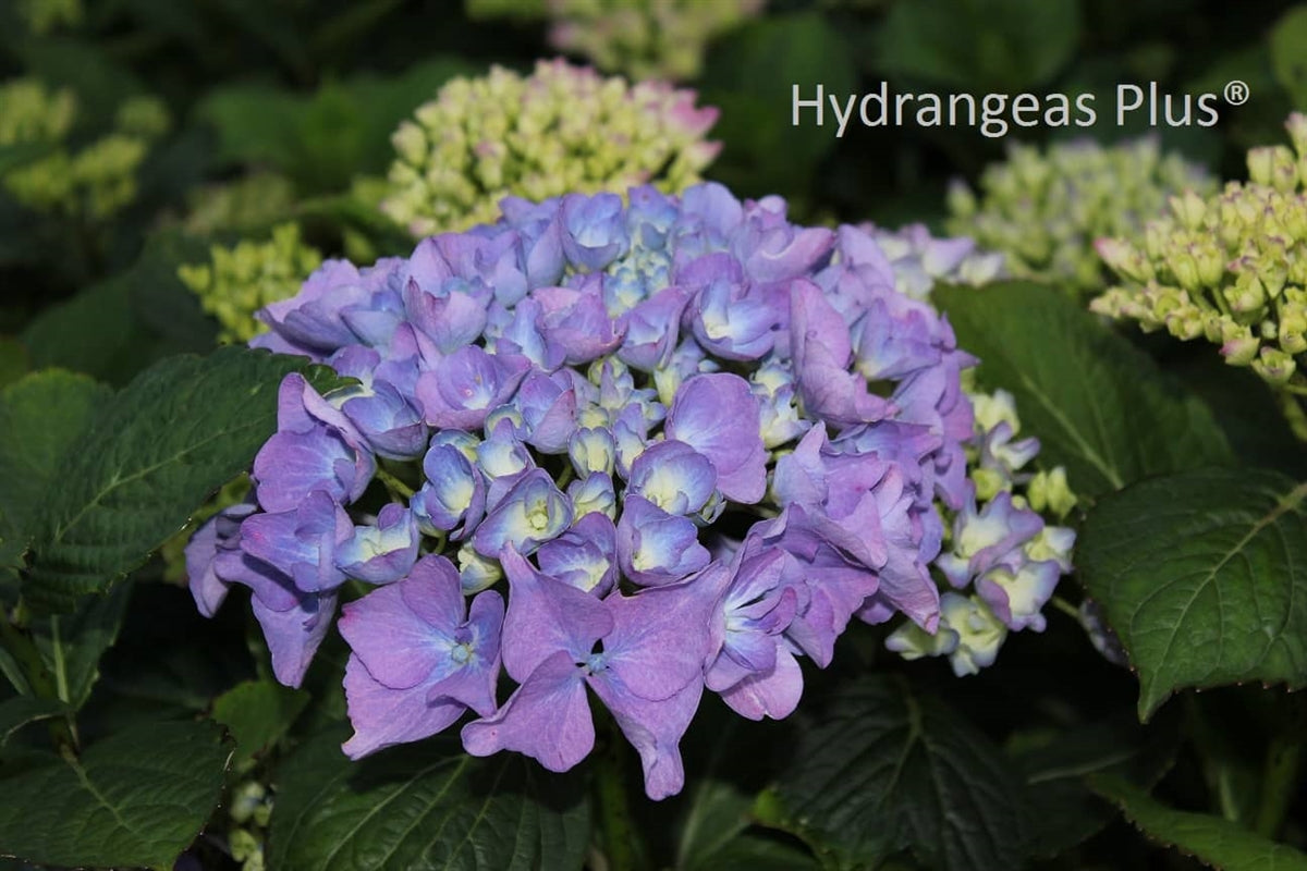 Hydrangea Macrophylla Horben