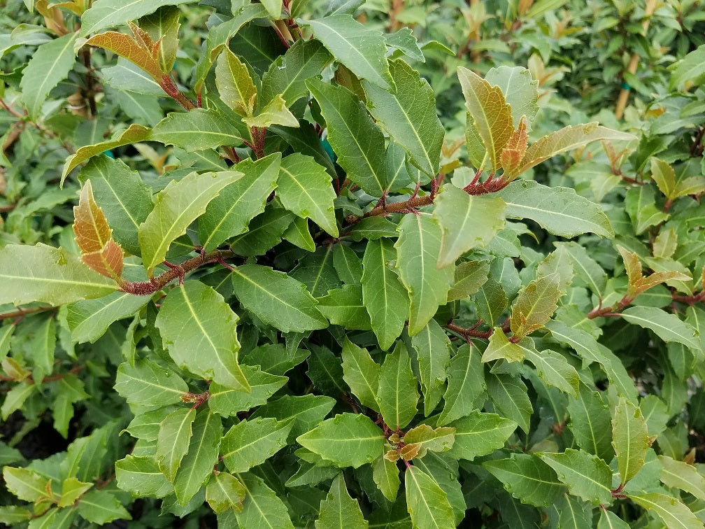 Hydrangea Integrifolia