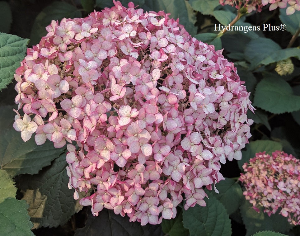 Hydrangea Arborescens Invincibelle® Spirit II – Hydrangeas Plus