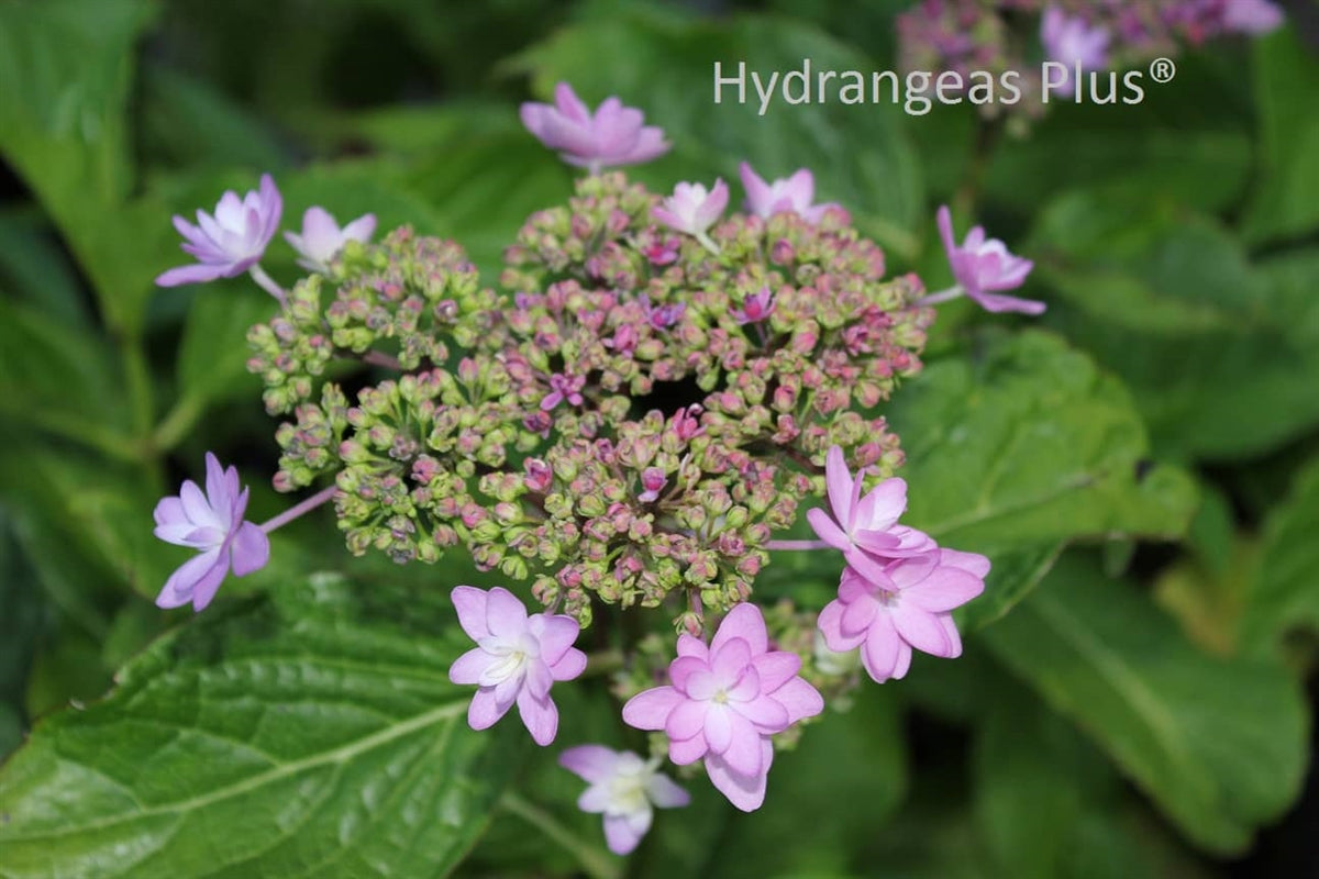 Hydrangea Macrophylla Izu No Hana