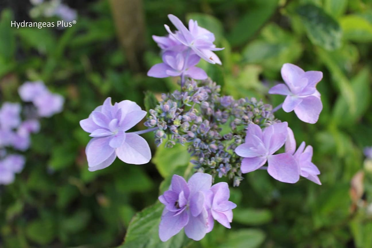 Hydrangea Macrophylla Jogasaki