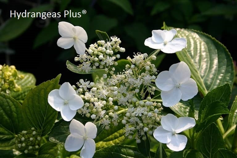 Hydrangea Involucrata Kaitlyn