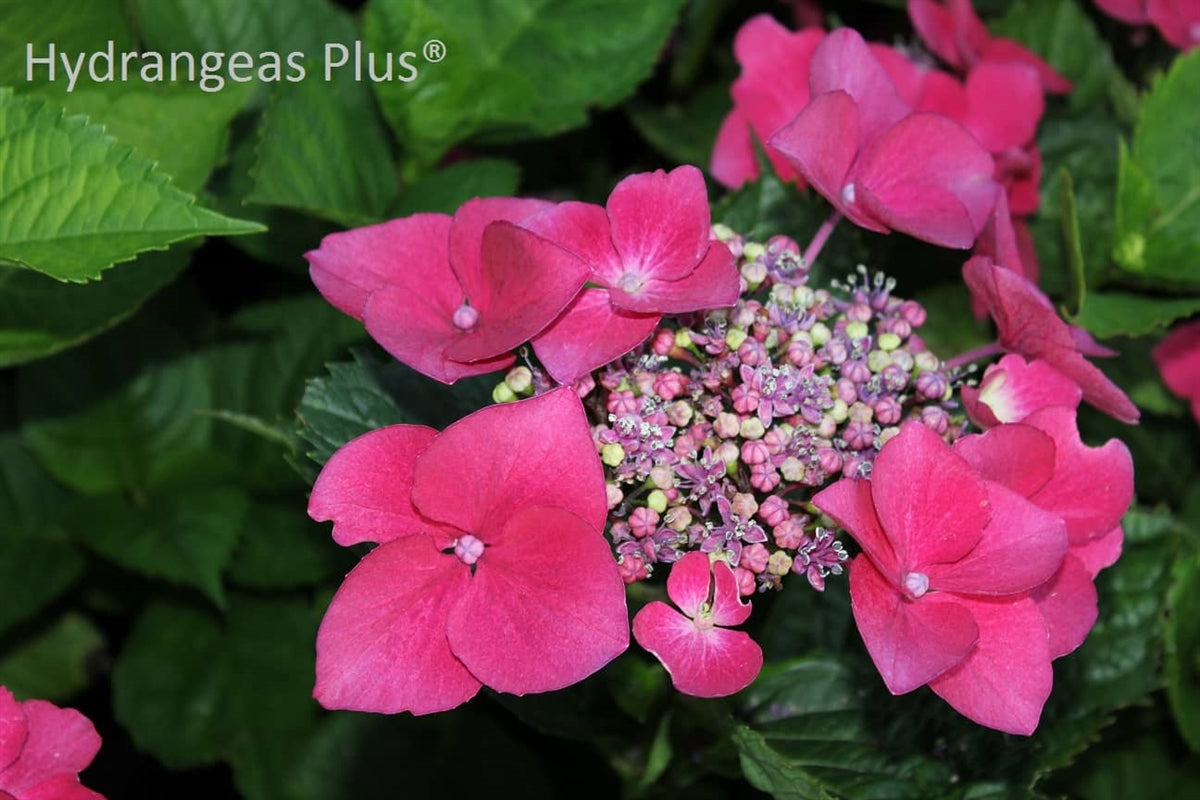 Hydrangea Macrophylla Kardinal