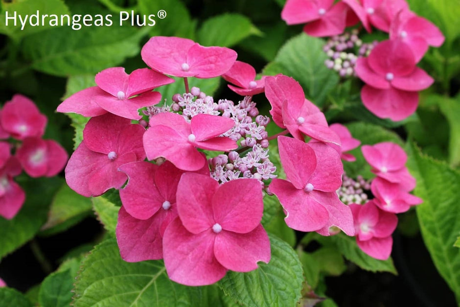Hydrangeas Plus