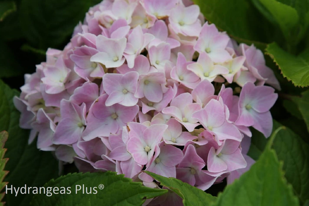 Hydrangea Macrophylla La France