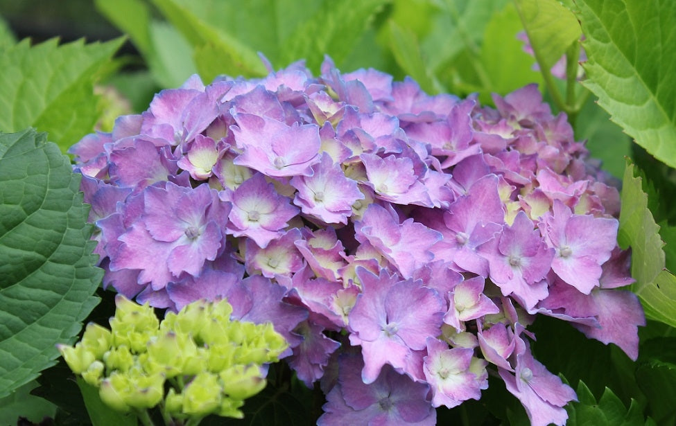 Hydrangea Macrophylla Lemmonhoff