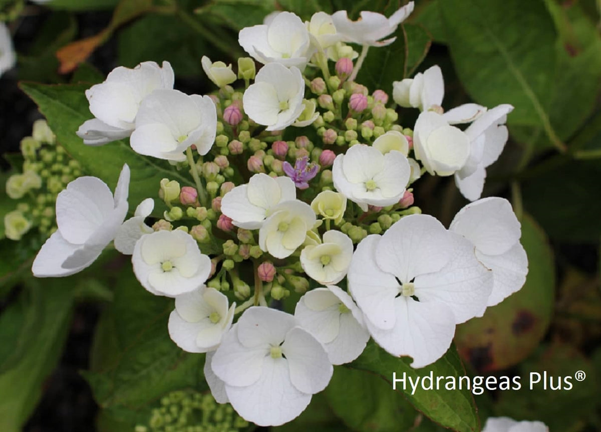 Hydrangea Macrophylla Libelle