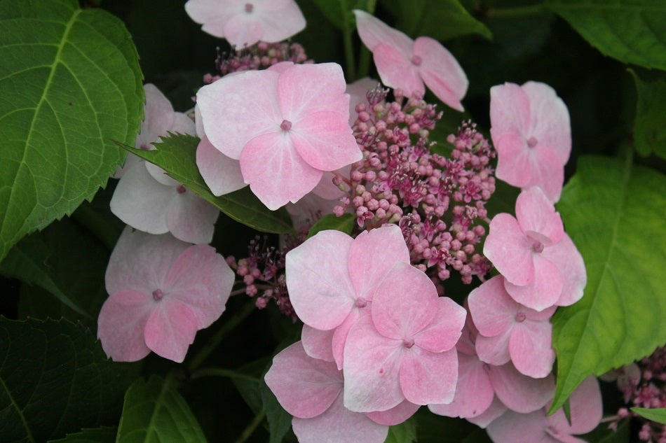 Hydrangea Macrophylla Lilacina