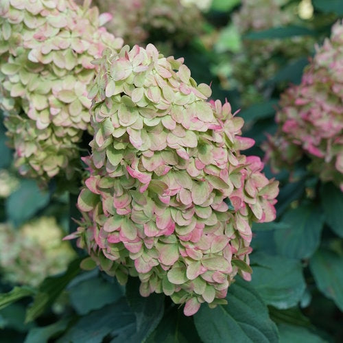 Hydrangea Paniculata Limelight Prime®