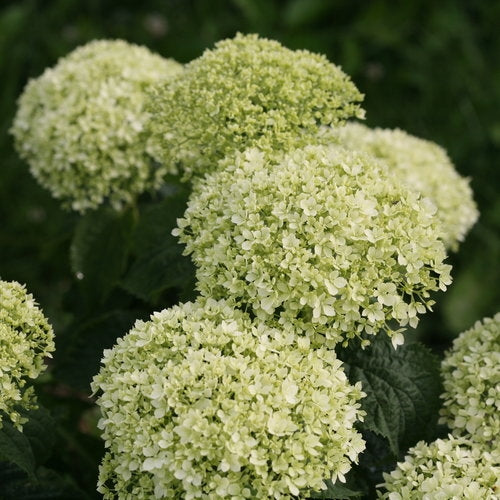 Hydrangea Arborescens Limetta®