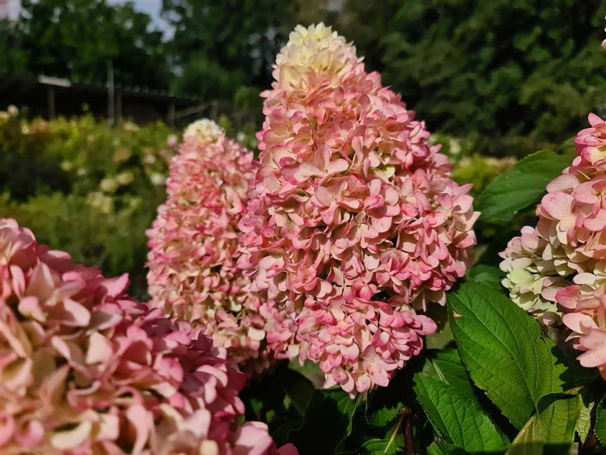 Hydrangea Paniculata Little Fresco